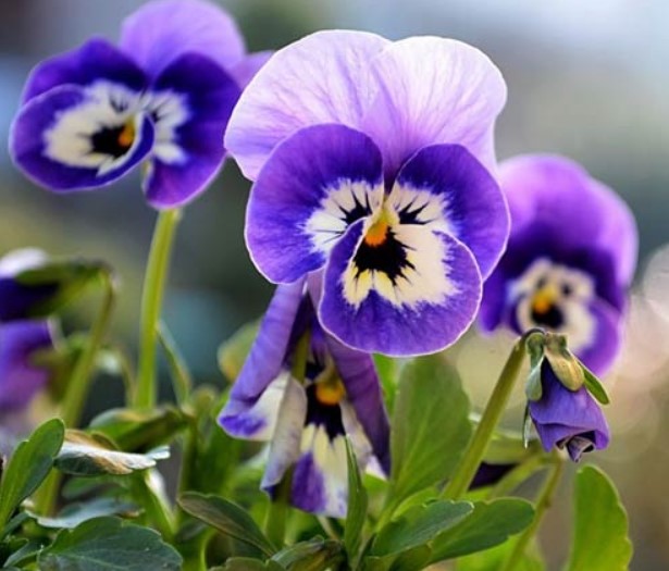 Hoa Pansy