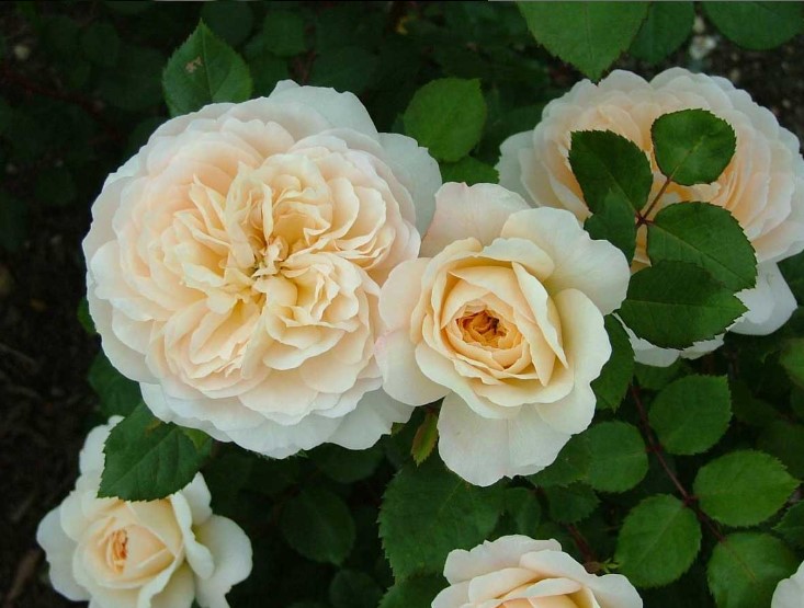 6 cách cắm hoa hồng đẹp mê mẩn làm bừng lên cả góc nhà 2