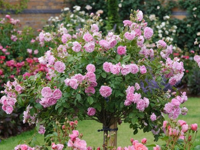 Hoa hồng quế – Hồng bụi truyền thống đẹp 8