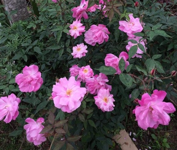 Hoa hồng quế – Hồng bụi truyền thống đẹp 10