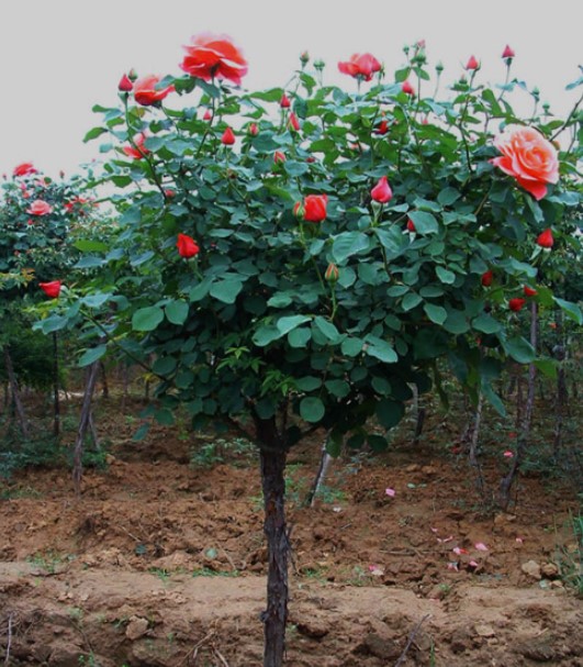 Cây Tree Rose kém phát triển cây thiếu chất cần bổ Sung 7