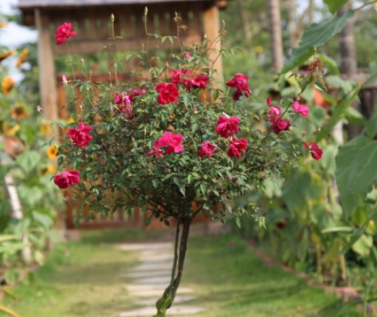 Cây Tree Rose kém phát triển cây thiếu chất cần bổ Sung 8