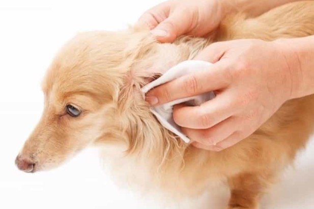 Chó bị viêm tai: biểu hiện, cách điều trị, phòng tránh 3