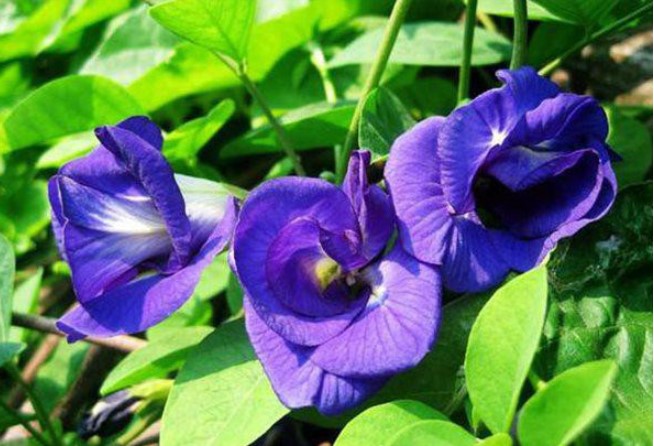 Hoa đậu biếc – Cách trồng và chăm sóc hoa đậu biếc 9