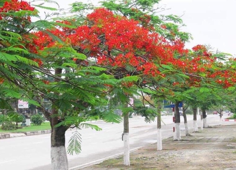 Hoa Phượng đỏ