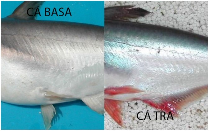 Cá Tra - Đặc điểm sinh học và mô hình nuôi cá tra an toàn sinh học 11