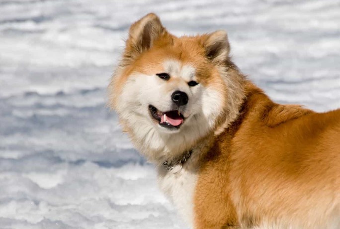 Chó akita - Nguồn gốc, đặc điểm và những lưu ý khi mua chó Akita 11