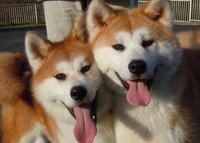 Chó akita - Nguồn gốc, đặc điểm và những lưu ý khi mua chó Akita 3