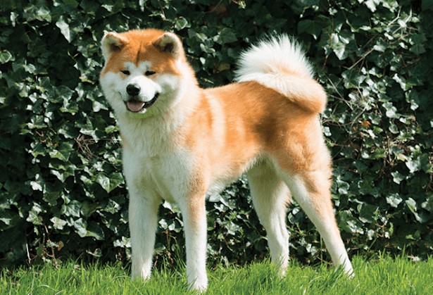 Chó akita - Nguồn gốc, đặc điểm và những lưu ý khi mua chó Akita 5