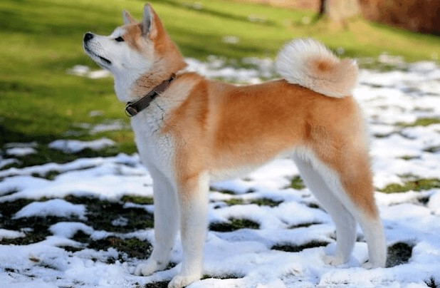 Chó akita - Nguồn gốc, đặc điểm và những lưu ý khi mua chó Akita 6