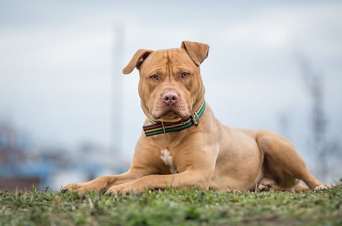 Đặc điểm ngoại hình của chó Bull Terrier