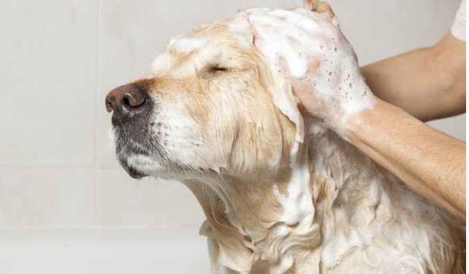 Chó Labrador - Chú Chó Thông Minh Và Kiên Cường Trước Khó Khăn - Báo Khuyến  Nông