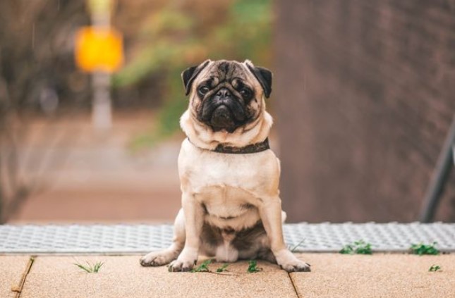 Đặc điểm chi tiết ngoại hình của chó Pug