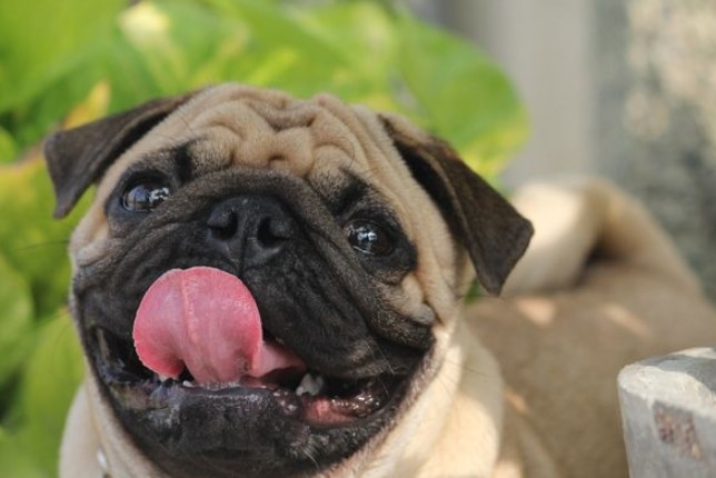 Đặc điểm tính cách của chó Pug