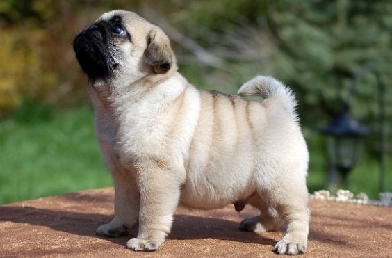 Điều kiện sống của chó Pug