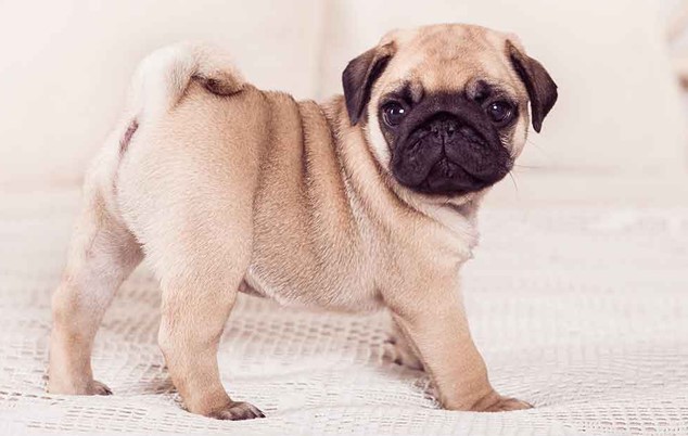 Chó Pug - Những thông tin cần biết về chú chó Pug dễ thương 9