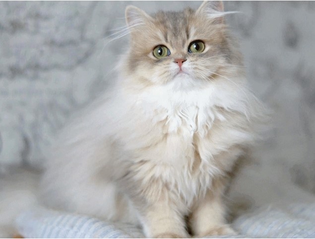 Kiến thức Mèo Anh Lông Dài (British Longhair Cat) A-Z 17
