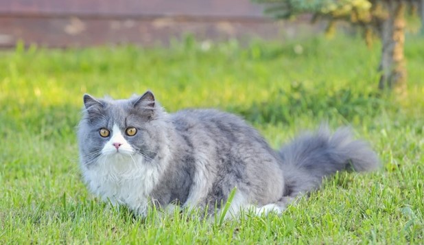 Kiến thức Mèo Anh Lông Dài (British Longhair Cat) A-Z 18