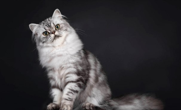 Kiến thức Mèo Anh Lông Dài (British Longhair Cat) A-Z 20