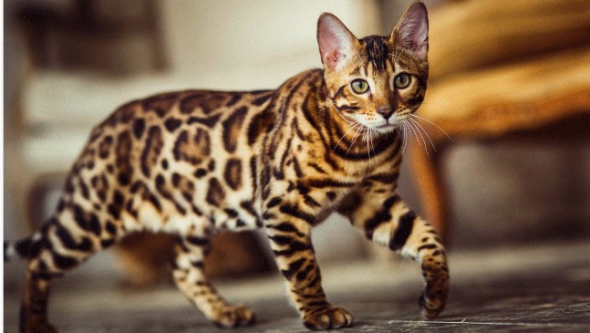 Mèo Bengal