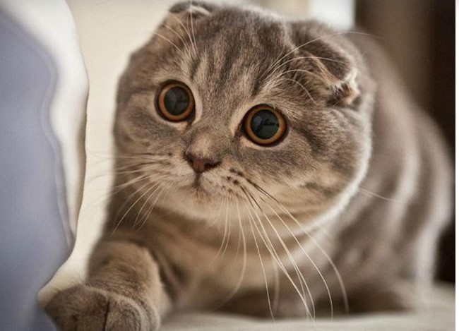 Mèo tai cụp - Những thông tin cơ bản liên quan đến mèo tai cụp bạn cần biết 4