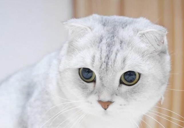 Mèo tai cụp - Những thông tin cơ bản liên quan đến mèo tai cụp bạn cần biết 5