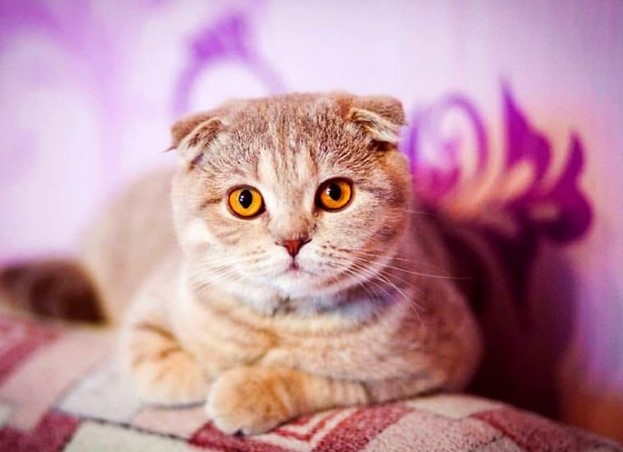 Mèo tai cụp - Những thông tin cơ bản liên quan đến mèo tai cụp bạn cần biết 6