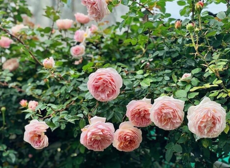 Hoa hồng leo Abraham Darby rose là gì?