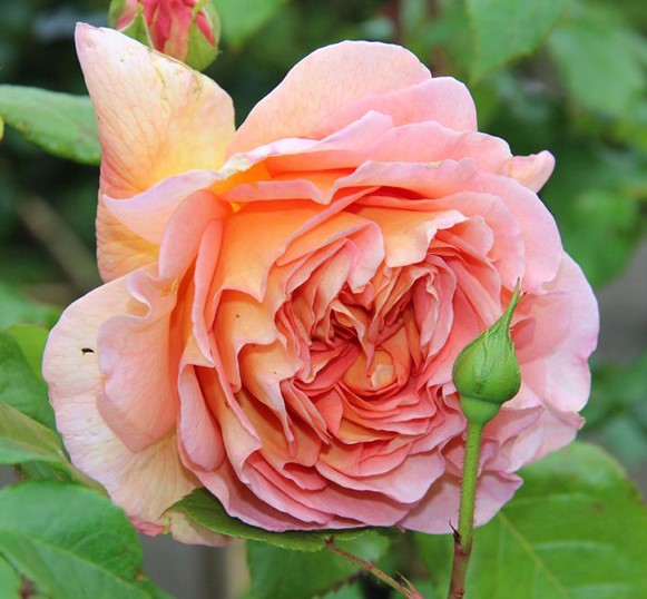 Đặc điểm cây hồng Abraham Darby rose