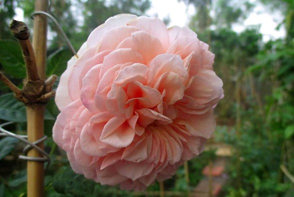 Hoa hồng leo Abraham Darby rose - Hoa hồng ngoại đẹp rực rỡ 5