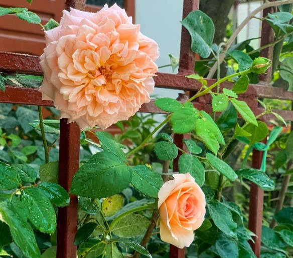 Hoa hồng leo Abraham Darby rose - Hoa hồng ngoại đẹp rực rỡ 6