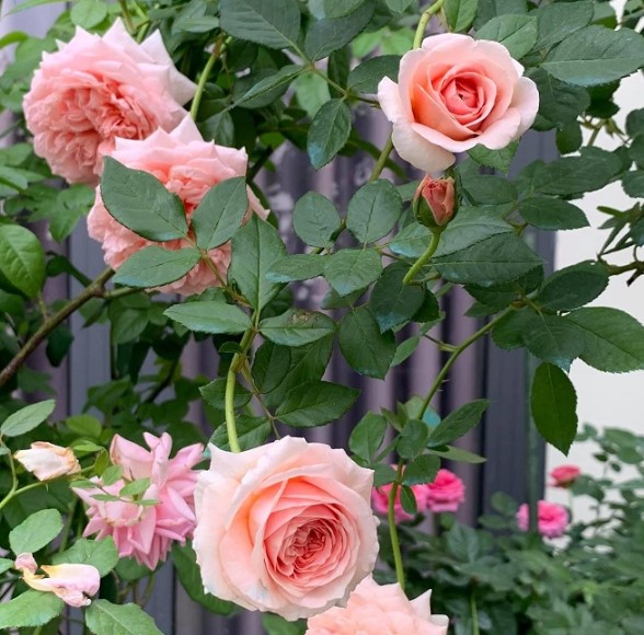 Hoa hồng leo Abraham Darby rose - Hoa hồng ngoại đẹp rực rỡ 7