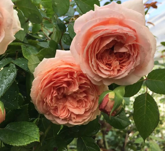 Hoa hồng leo Abraham Darby rose - Hoa hồng ngoại đẹp rực rỡ 8