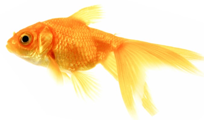 Đặc điểm hình thái của cá vàng