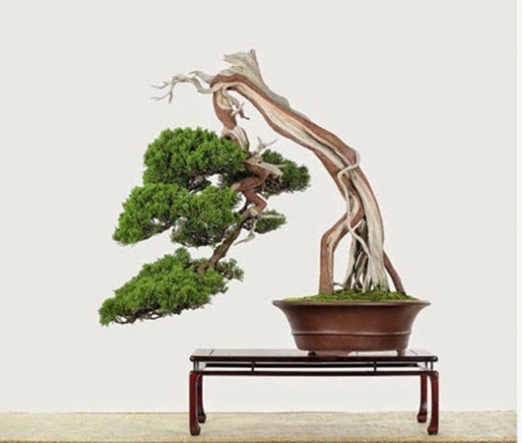 Cây Bonsai Dáng Siêu – Một trong những dáng thế cây cổ điển