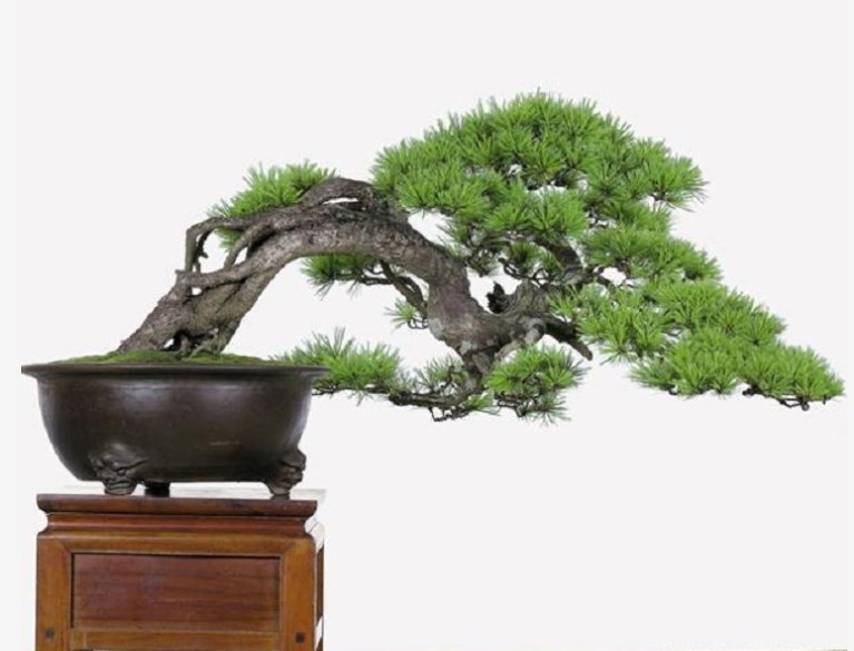 Bonsai mini dáng siêu cũng rất được ưa chuộng