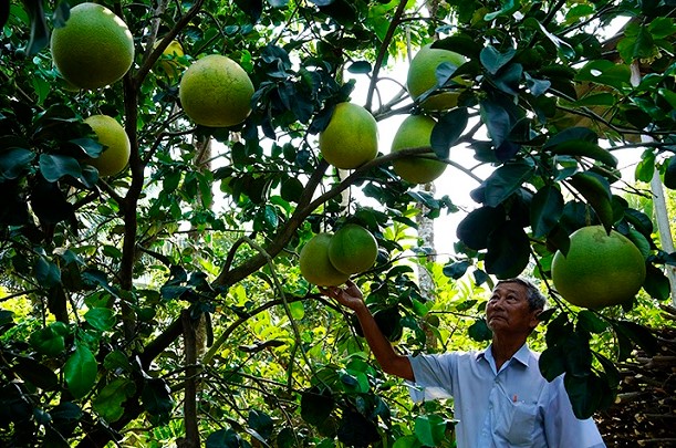 Cây Bưởi Hoàng – Cách trồng và chăm sóc cây bưởi hoàng 7