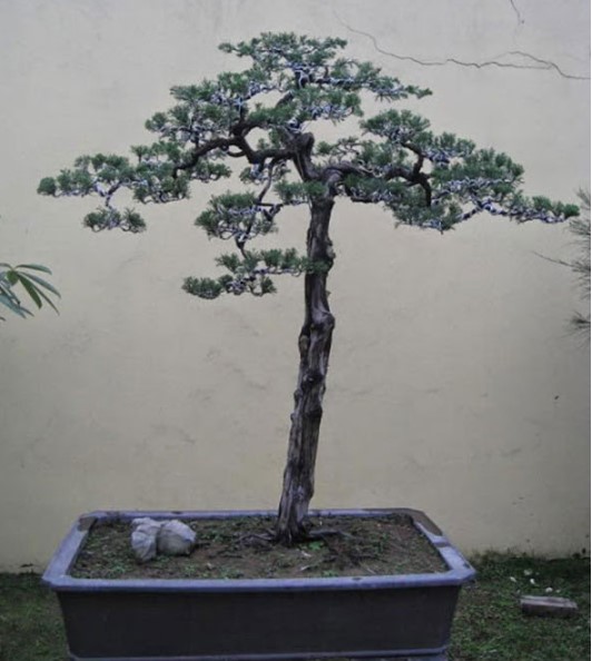 Cây Bonsai Dáng Trực – Cây thể hiện tinh thần của người quân tử