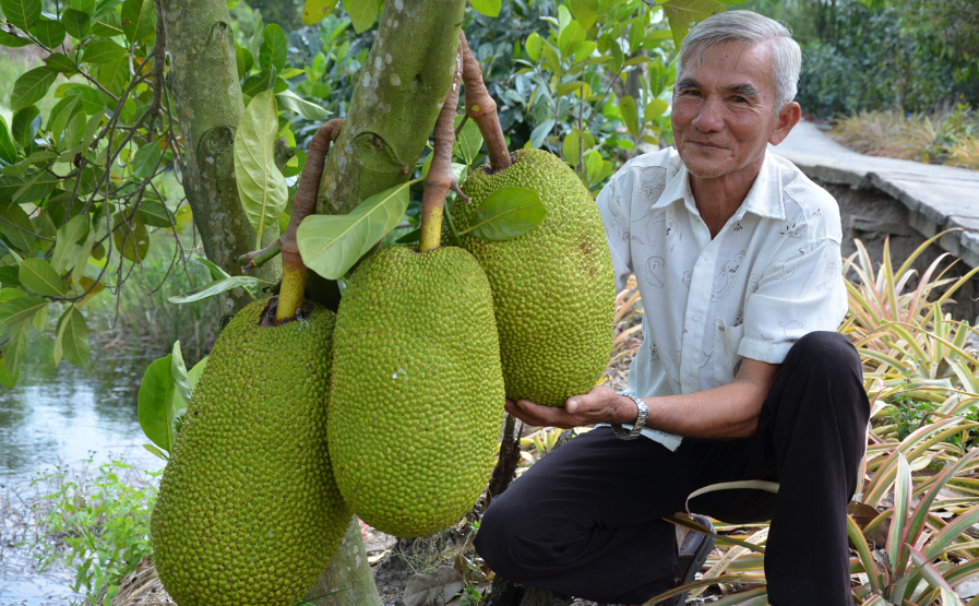 Kỹ thuật chăm sóc cây mít