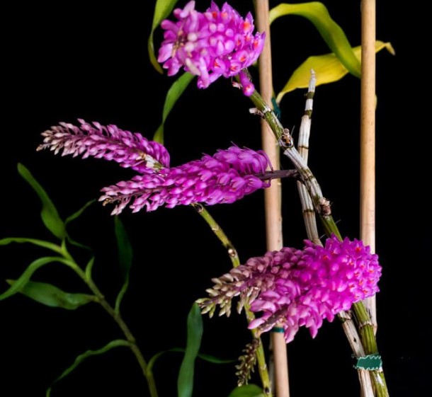 Hoa lan báo hỷ - Loài hoa có sắc đẹp rực rỡ và hương thơn cuốn hút 6