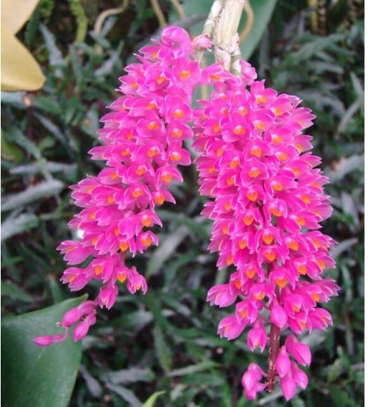 Hoa lan báo hỷ - Loài hoa có sắc đẹp rực rỡ và hương thơn cuốn hút 8