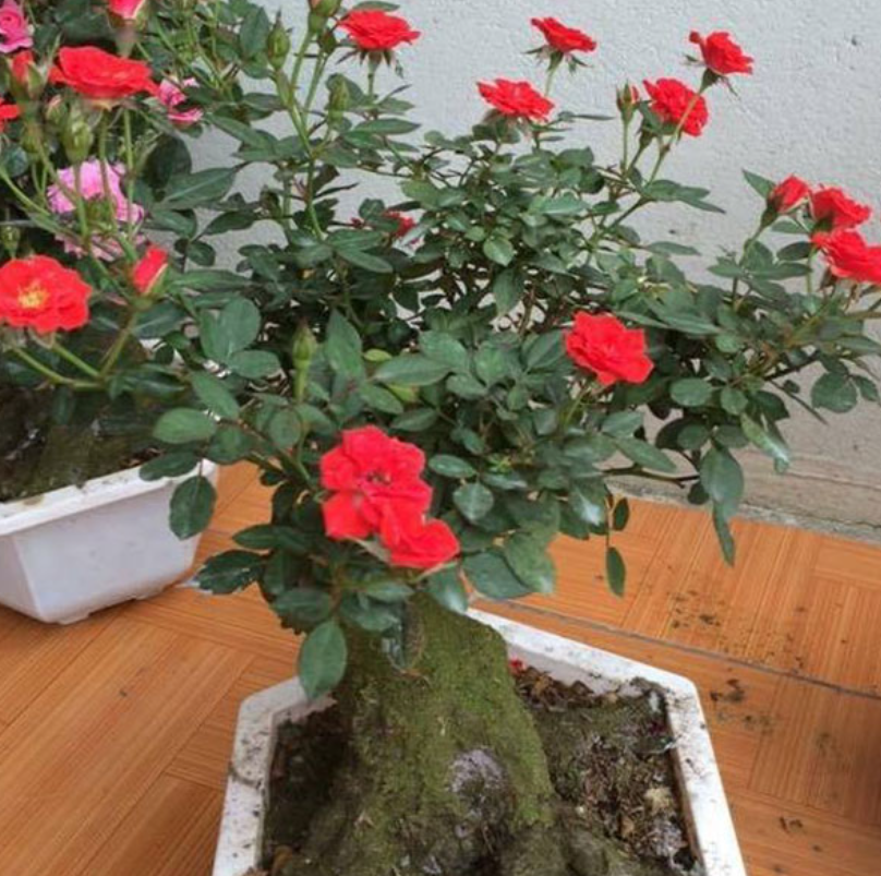 Hoa hồng bonsai – Hoa hồng thế nghệ thuật dành cho người yêu hoa