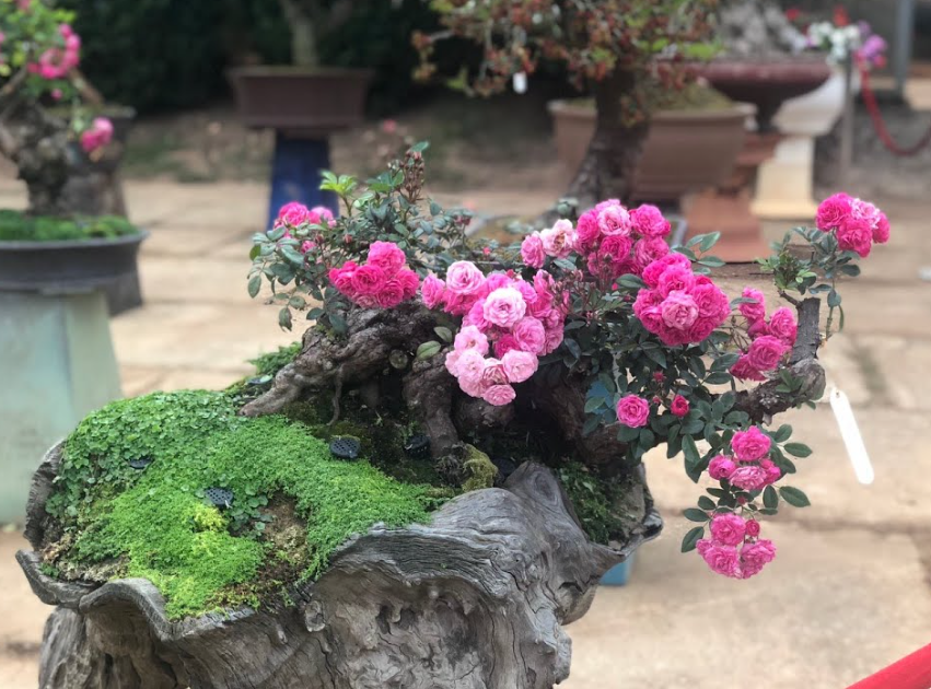 chơi hồng bonsai sẽ không bao giờ lỗi mốt bởi cây càng xù xì, già cỗi, thì càng đẹp và có giá trị.