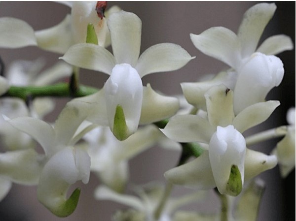 Hoa lan bạch nhạn - Nguồn gốc, đặc điểm, cách trồng và chăm sóc hoa lan bạch nhạn 19