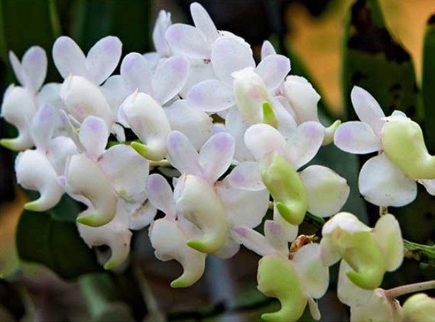 Hoa lan bạch nhạn - Nguồn gốc, đặc điểm, cách trồng và chăm sóc hoa lan bạch nhạn 11