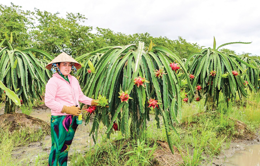 Hướng dẫn cách trồng và chăm sóc Thăng Long ruột đỏ