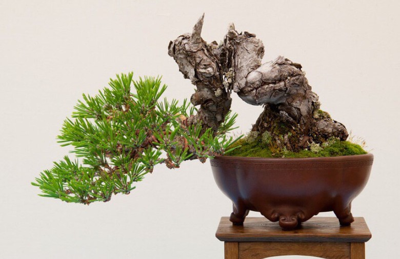 Cây thông đen Bonsai – Vua của bonsai Nhật Bản 6