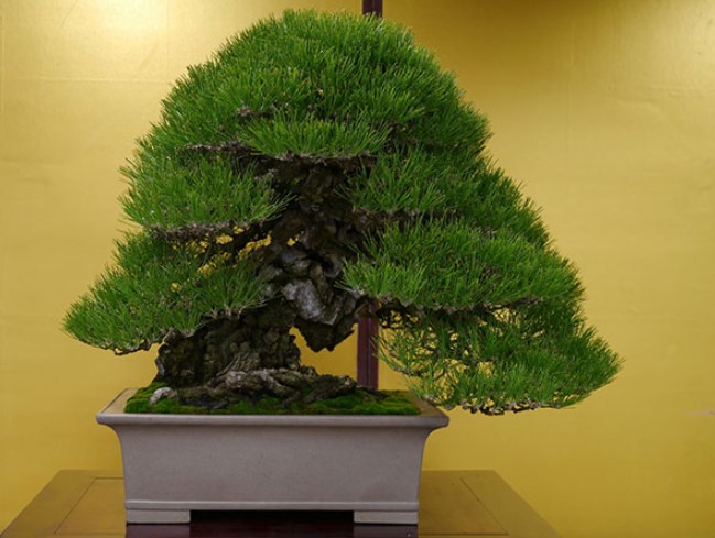 Cây thông đen Bonsai – Vua của bonsai Nhật Bản 7