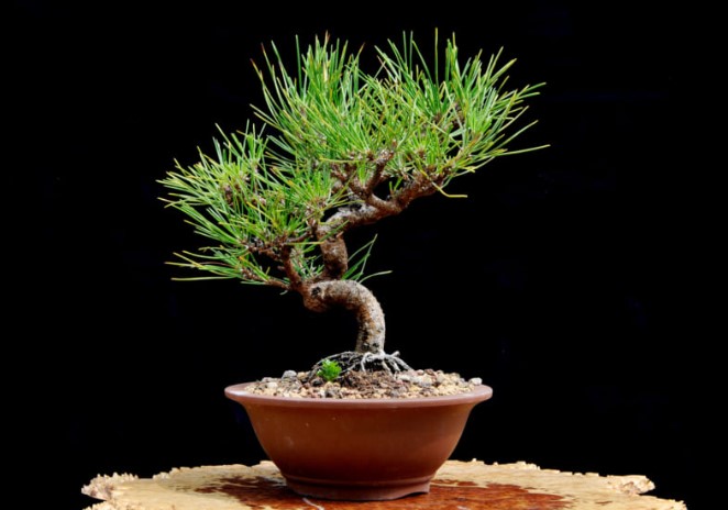 Cây thông đen Bonsai – Vua của bonsai Nhật Bản 9