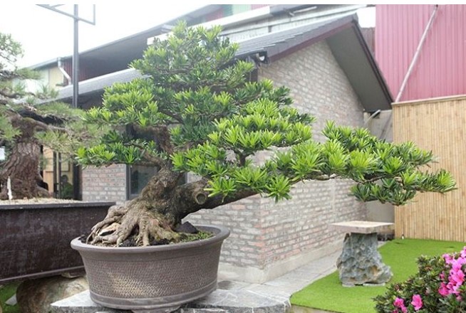 Cây Tùng La Hán Bonsai – Vạn niên tùng mang lại sự thịnh vượng may mắn phồn vinh 6